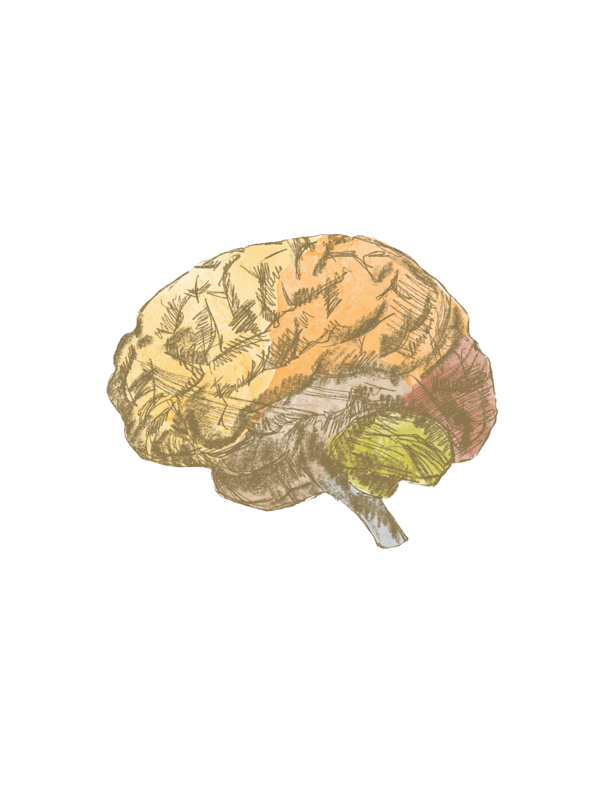 Brain Diagram